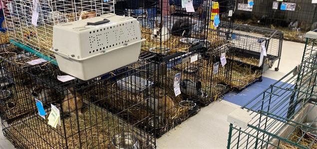 Rabbits in cages at Griffin Pond Animal Shelter