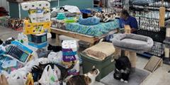 A room full of cats and cat supplies and crates