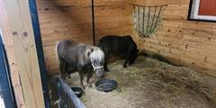 Two small horses in a pen