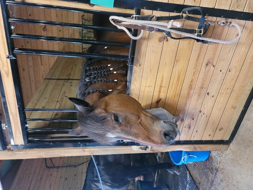 A horse in a stall