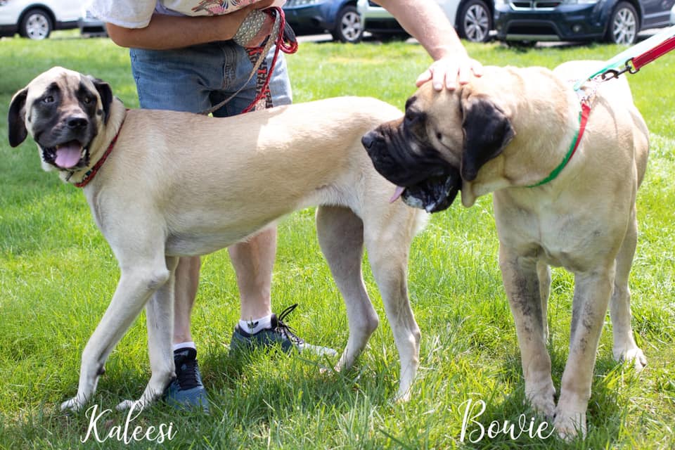 Two mastiffs who joined SCI Chester's dog program