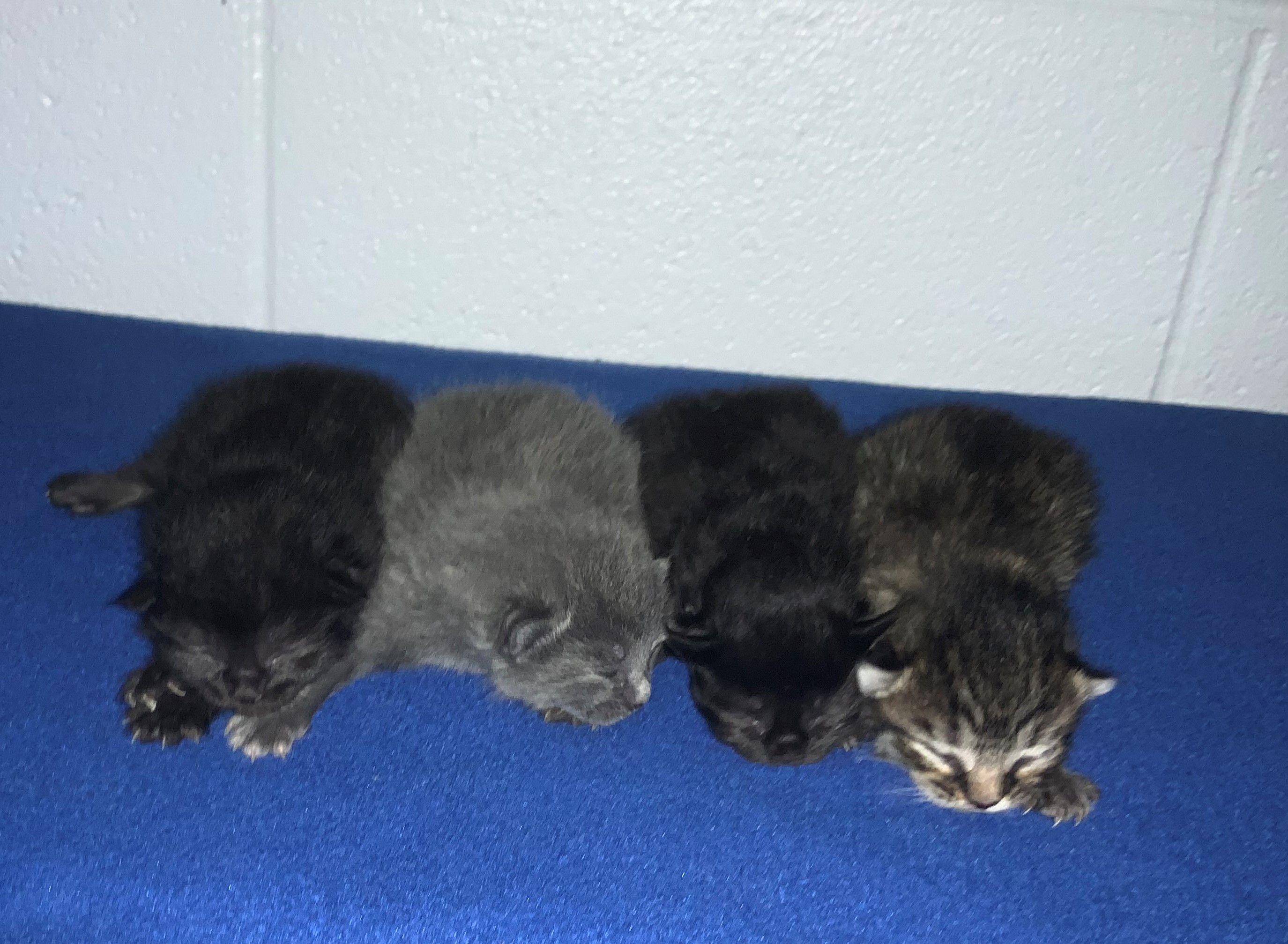 Four young kittens