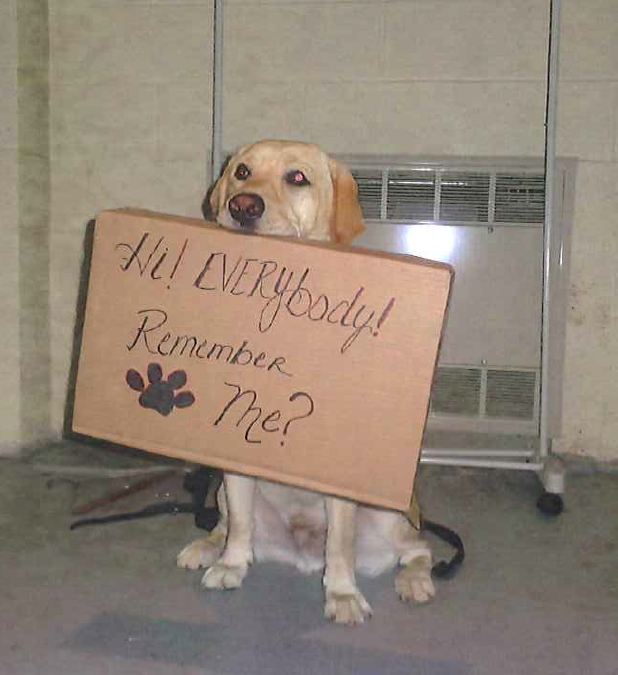 A dog holding a sign that says "Hi! Everybody remember me?"