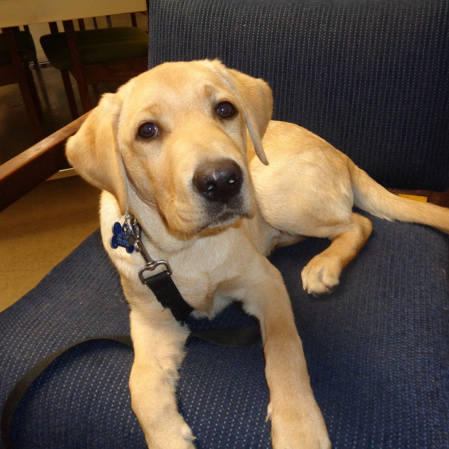 A puppy at SCI Dallas