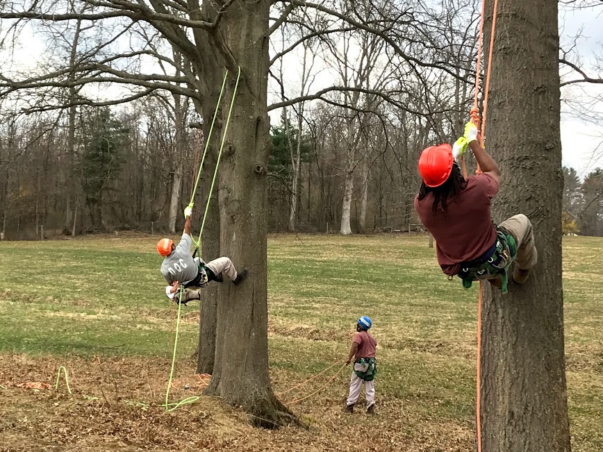 Inmates work on trees as part of the SCI Rockview forestry program