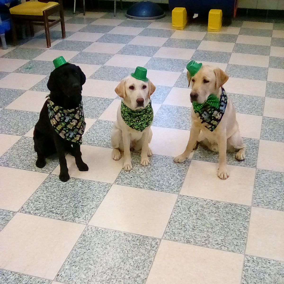 Three puppies sit while wearing St. Patrick's Day attire