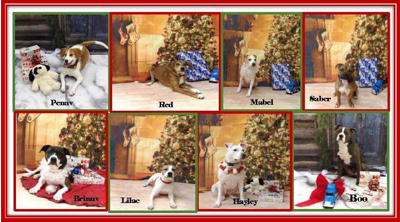 MER - 2018 Dec - Happy Holidays Dogs.jpg