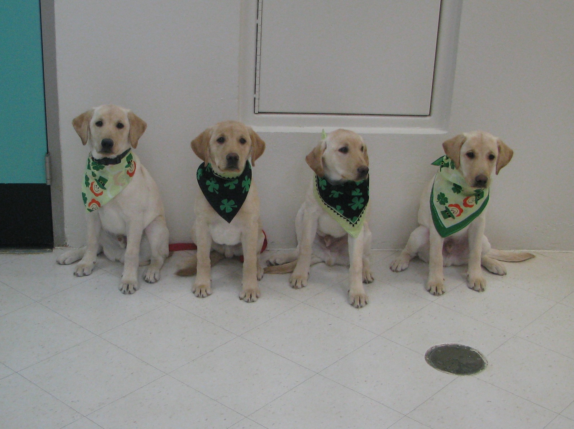 PNG - 2019 March - Puppies St. Patrick's Day.JPG