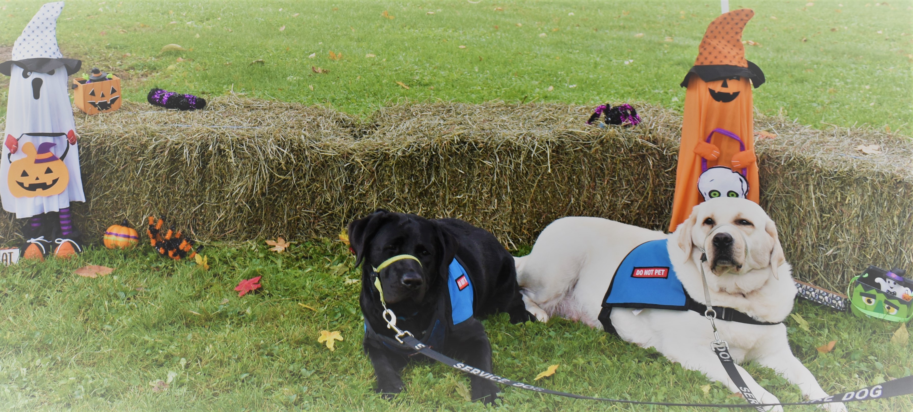 Two dogs sitting by a hay bale