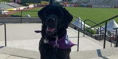 A dog at a baseball field