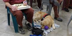 A golden retriever lays by the feet of her incarcerated handler