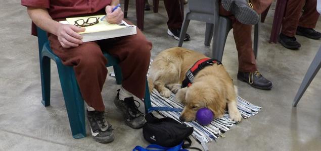 A golden retriever lays by the feet of her incarcerated handler