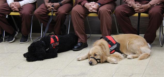 Two dogs lay by their incarcerated handlers' feet.
