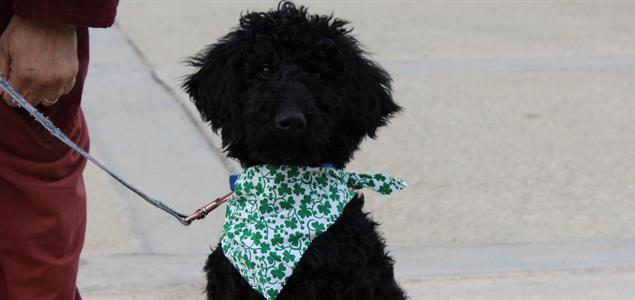 A black poodle named Ruby stands by her incarcerated handler