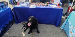 A service dog sits next to an informational table at an air show.