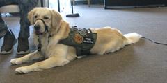 A service dog laying down while wearing a vest
