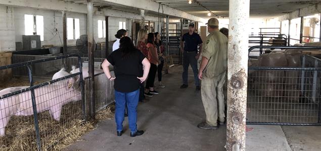 A group of people looking at pigs in a farm