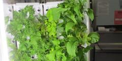 A hydroponics machine with plants growing in it