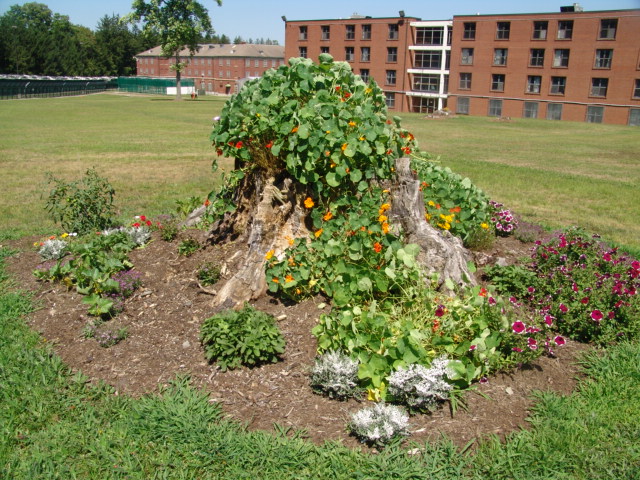 A facility garden