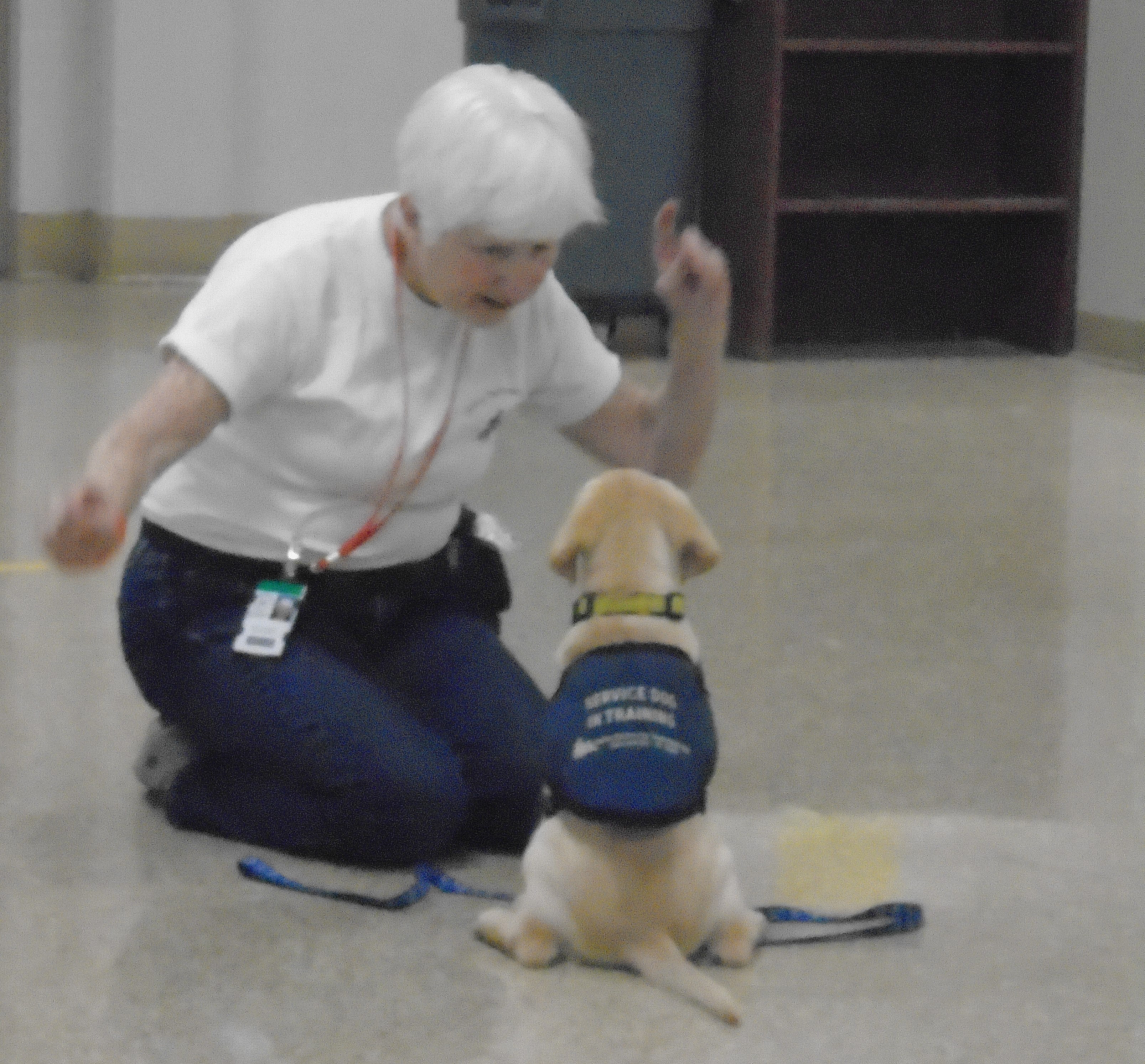 A puppy sits while a handler trains it
