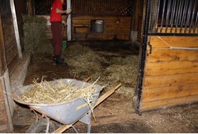 An inmate cleans a horse stall