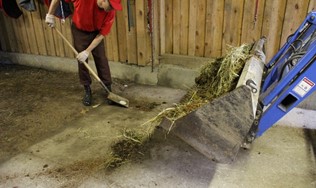 An inmate cleans a horse stall