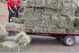 Inmates pull hay off a trailer