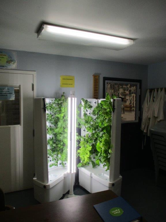 Plants growing in Waymart's hydroponics course