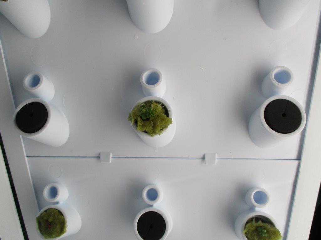 Plants growing in Waymart's hydroponic course